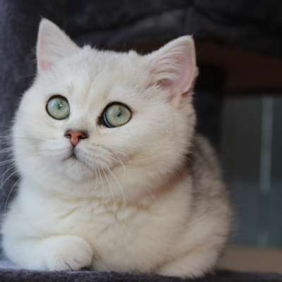 Operette blanche