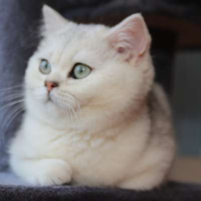 Operette blanche