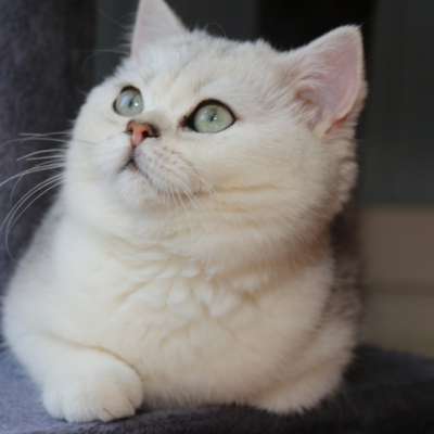 Operette blanche