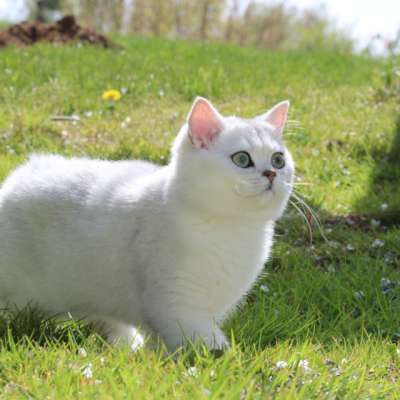 Operette blanche