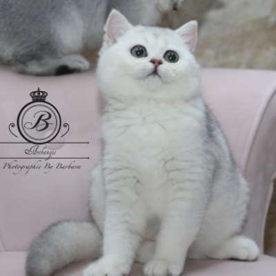 Operette blanche