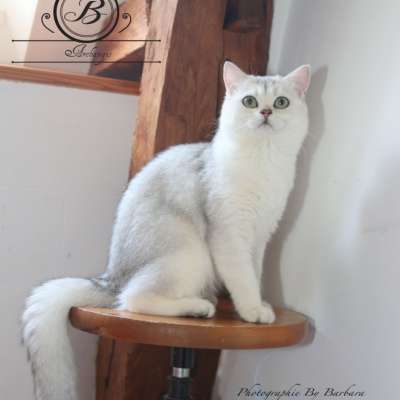 Operette blanche