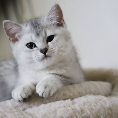 Vahiné Of British Archanges