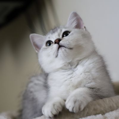 Vahiné Of British Archanges