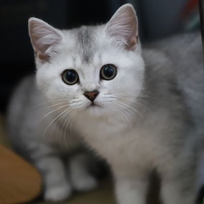 Vahiné Of British Archanges