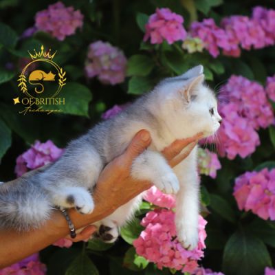 Violine renommé Vahiné