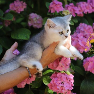 Violine renommé Vahiné