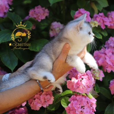 Violine renommé Vahiné