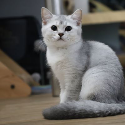 Vahiné Of British Archanges