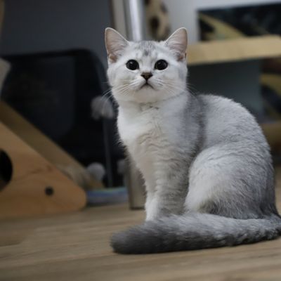 Vahiné Of British Archanges