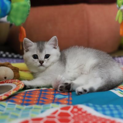 Violine renommé Vahiné