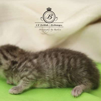 Sissi l'impératrice Of British Archanges