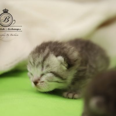 Sissi l'impératrice Of British Archanges