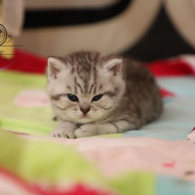 Sissi l'impératrice Of British Archanges