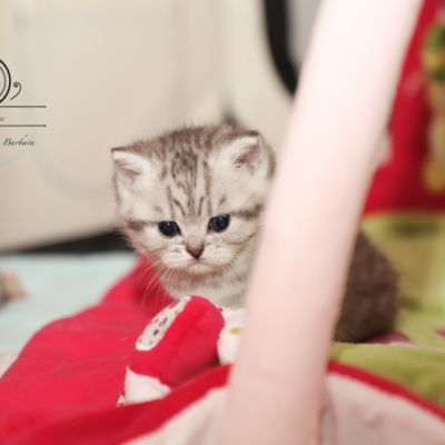 Sissi l'impératrice Of British Archanges