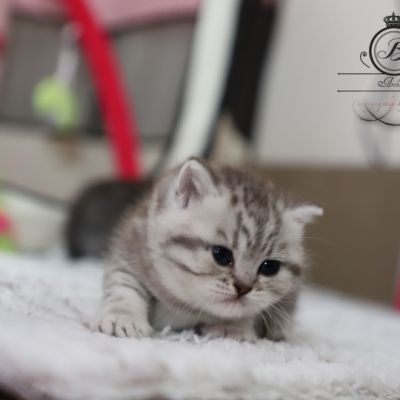 Sissi l'impératrice Of British Archanges