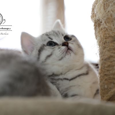 Sissi l'impératrice Of British Archanges