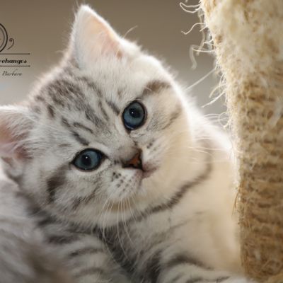 Sissi l'impératrice Of British Archanges