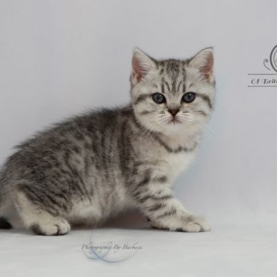 Sissi l'impératrice Of British Archanges