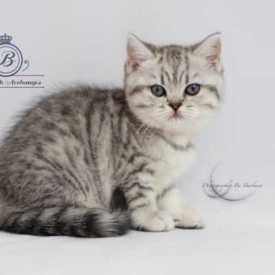 Sissi l'impératrice Of British Archanges