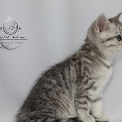 Sissi l'impératrice Of British Archanges