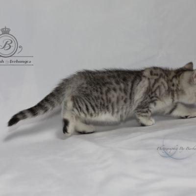 Sissi l'impératrice Of British Archanges