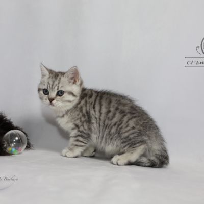 Sissi l'impératrice Of British Archanges