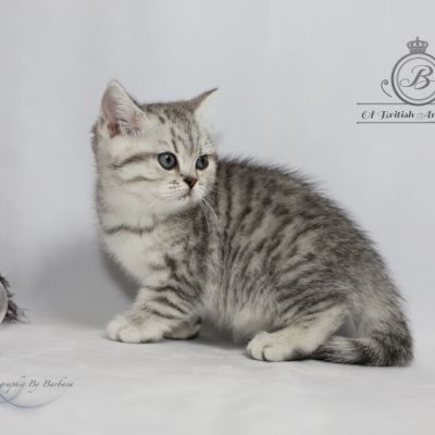 Sissi l'impératrice Of British Archanges