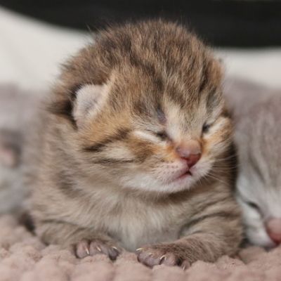 Rôdons,Romané et Rodin Of british Archanges