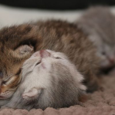 Rôdons,Romané et Rodin Of british Archanges