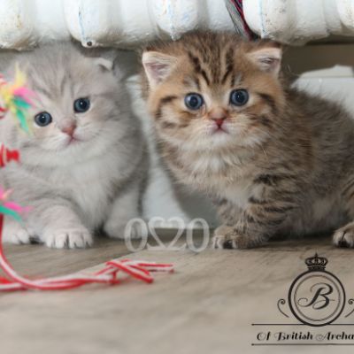 Rôdons,Romané et Rodin Of british Archanges