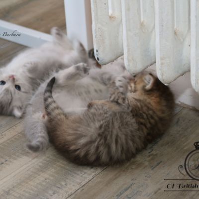 Rôdons,Romané et Rodin Of british Archanges