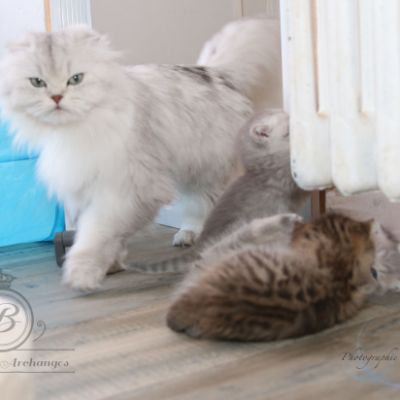 Rôdons,Romané et Rodin Of british Archanges