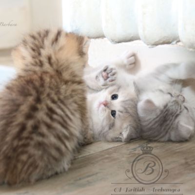 Rôdons,Romané et Rodin Of british Archanges