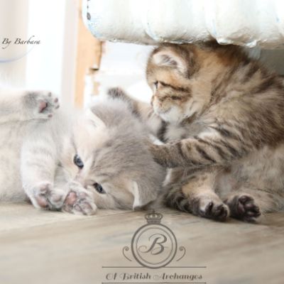 Rôdons,Romané et Rodin Of british Archanges