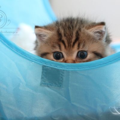 Rôdons,Romané et Rodin Of british Archanges