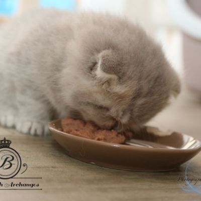 Rôdons,Romané et Rodin Of british Archanges