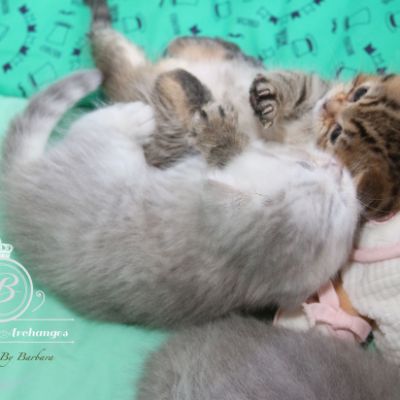 Rôdons,Romané et Rodin Of british Archanges