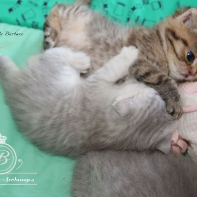 Rôdons,Romané et Rodin Of british Archanges