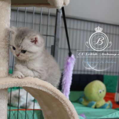 Rôdons,Romané et Rodin Of british Archanges