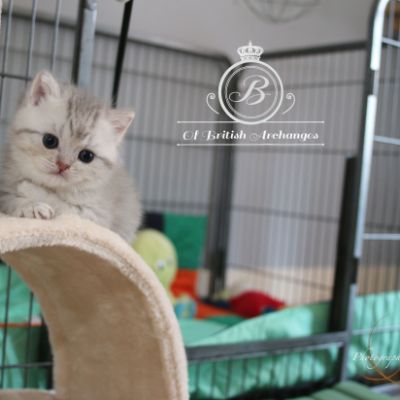 Rôdons,Romané et Rodin Of british Archanges