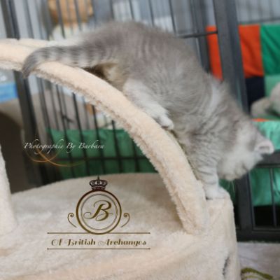 Rôdons,Romané et Rodin Of british Archanges