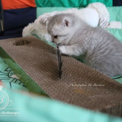 Rôdons,Romané et Rodin Of british Archanges