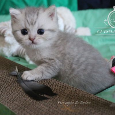 Rôdons,Romané et Rodin Of british Archanges