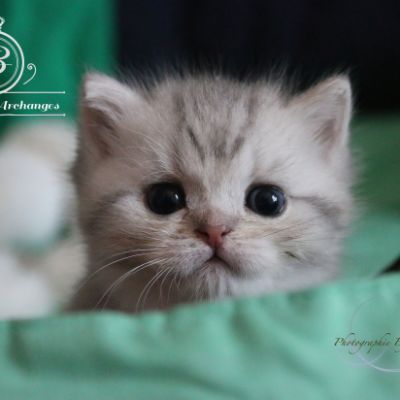 Rôdons,Romané et Rodin Of british Archanges