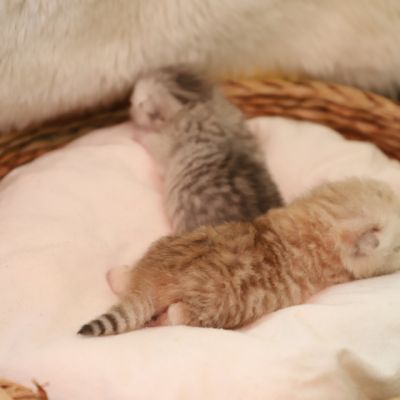 Sibelle,papyrus & les Trésors