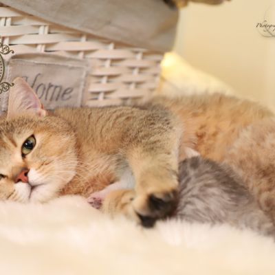 Sibelle,papyrus & les Trésors