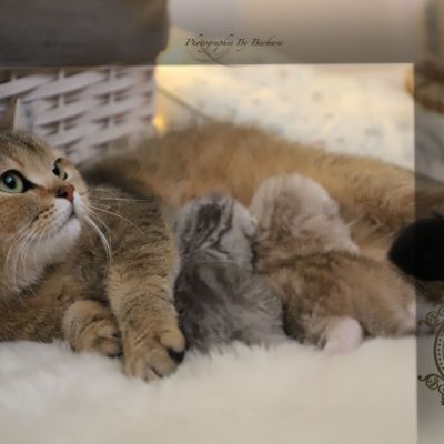 Sibelle,papyrus & les Trésors