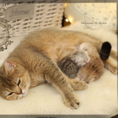 Sibelle,papyrus & les Trésors