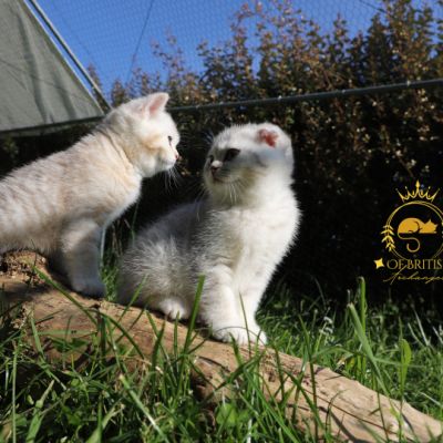 Sibelle,papyrus & les Trésors